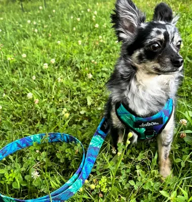 Harnais pour petit chien Hawaien – Image 3