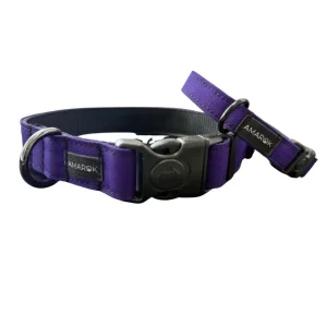 CollierAurorapetitetgroschien.jpgv1760123762 Collier pour chien - Aurora