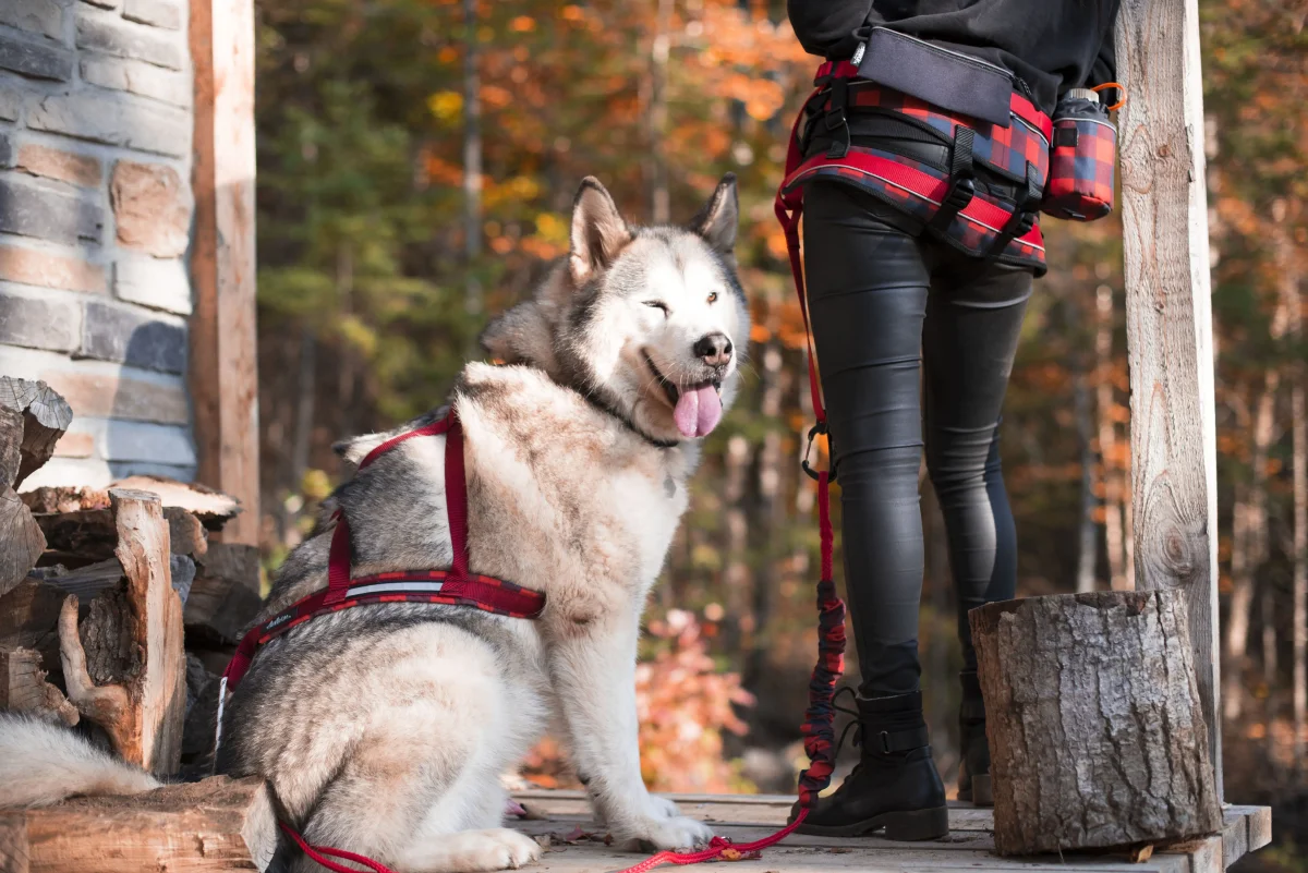 Harnais de traction pour chien Bûcheron – Image 2