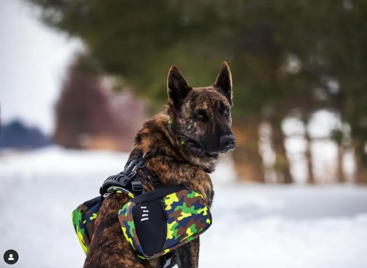 Sac à dos pour chien - Camo Vif – Image 3